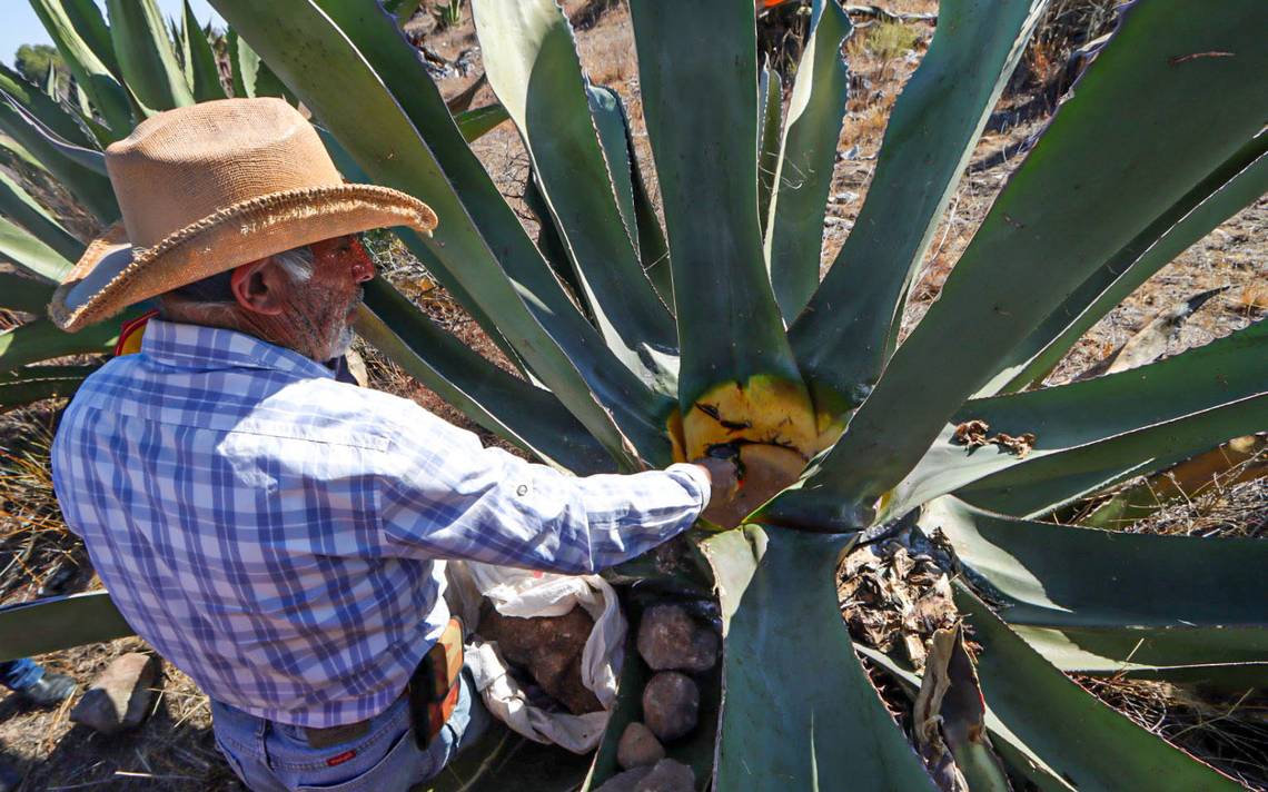 En Colón También Se Produce Pulque Diario De Querétaro Noticias